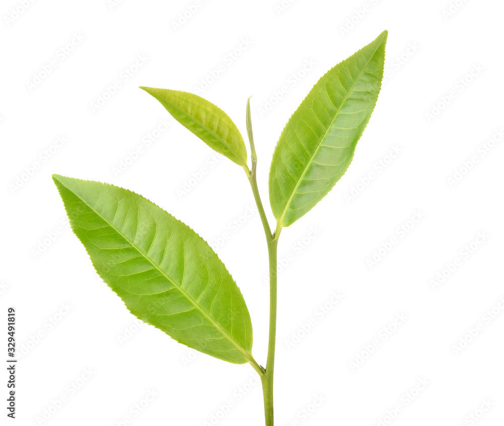 green tea leaf isolated on white background green tea leaf isolated on white background