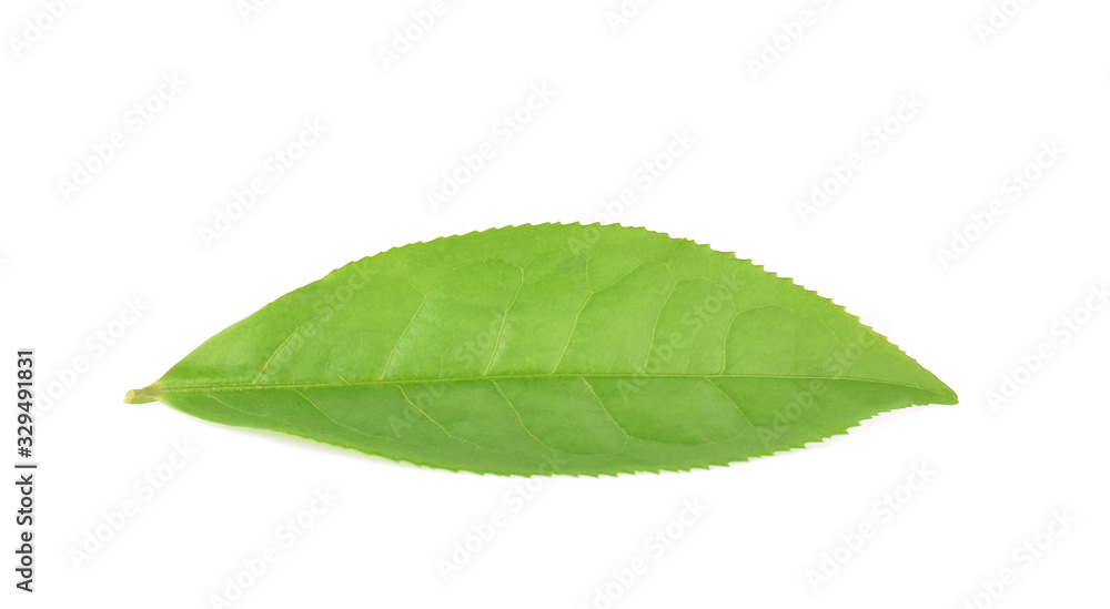 Fototapeta premium green tea leaf isolated on white background