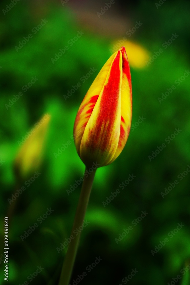 one yellow-red tulip on a natural green background one yellow-red tulip on a natural green background