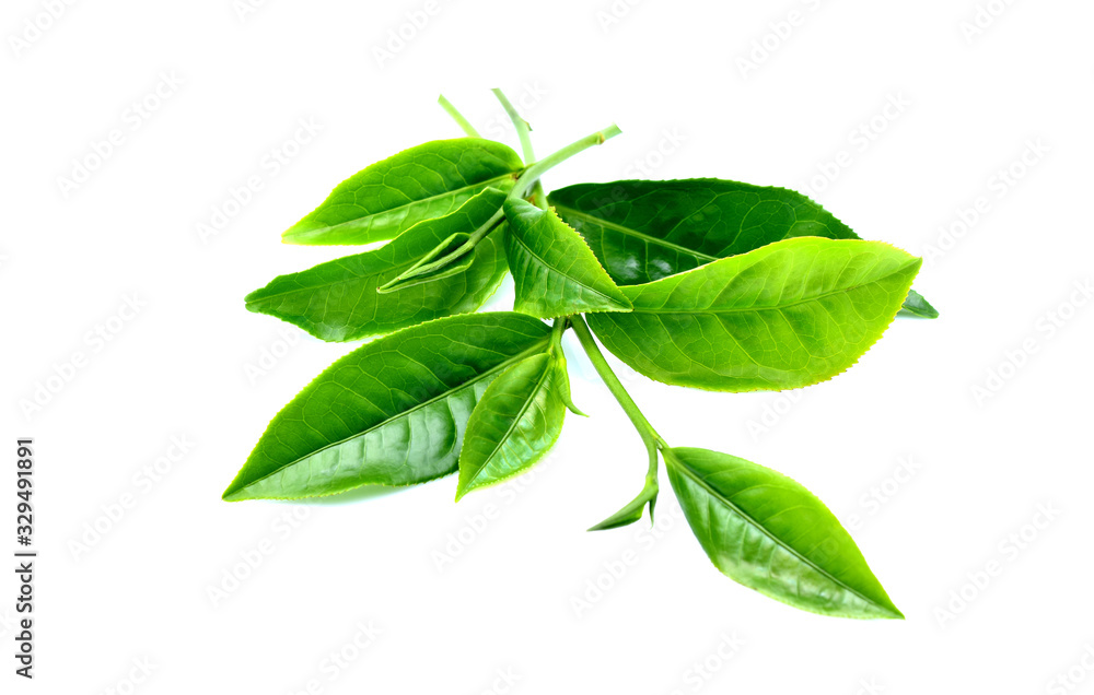 Green tea leaves isolated on white background Green tea leaves isolated on white background