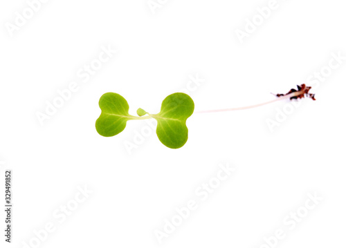 heap of alfalfa sprouts on white background photo