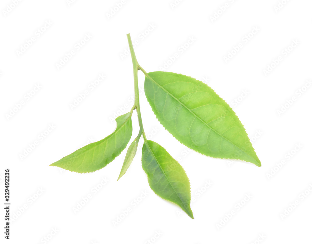 Obraz premium Green tea leaf isolated on white background
