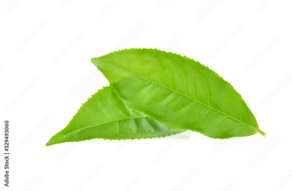 Obraz premium green tea leaf isolated on white background