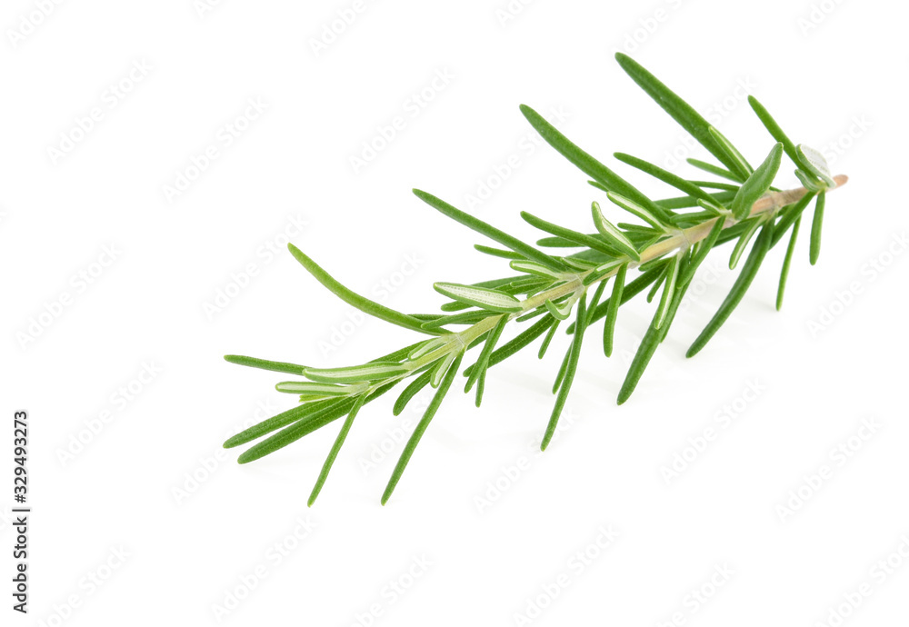 Fototapeta premium Rosemary isolated on white background
