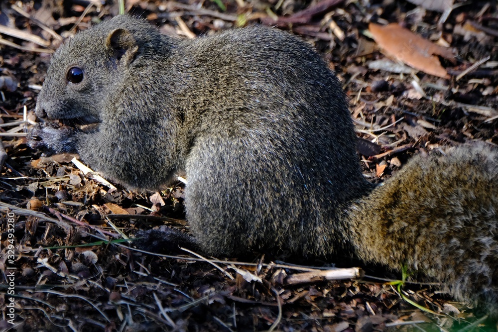 squirrel in forest squirrel in forest