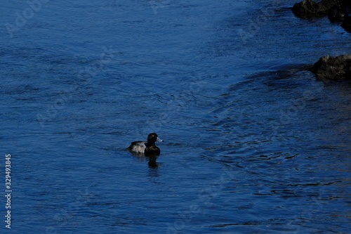 greater scaup in water