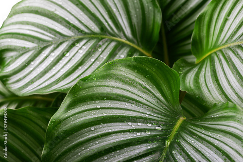 Calathea Orbifolia close up photo