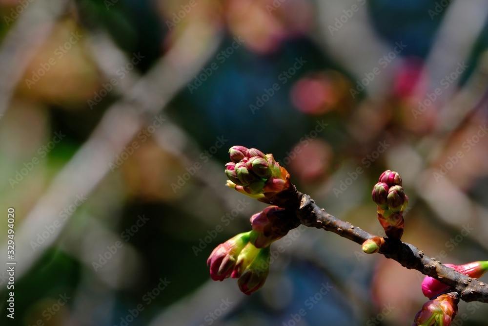 bud of yokohama scarlet cherry bud of yokohama scarlet cherry