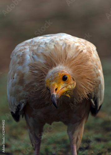 Egyptian Vulture in Socotra Island  Yemenese Unesco World Heritage Site in Indian Ocean