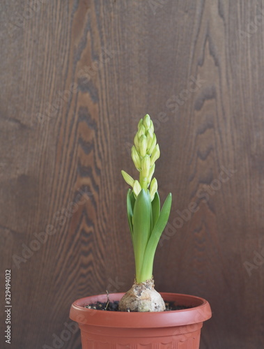 Young geocint with flower buds with green leaves on a wooden background.Growing in the home. photo