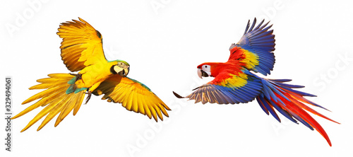 Colorful macaw parrots isolated on white background.
