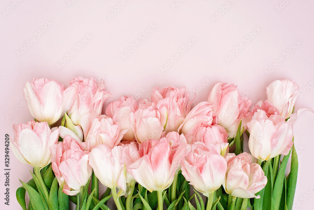 Fototapeta premium Spring greeting card template of fresh flowers of pink tulips for Mother's Day, Birthday, Easter, Women's Day. Frame of flowers. Copy space. Soft selective focus.