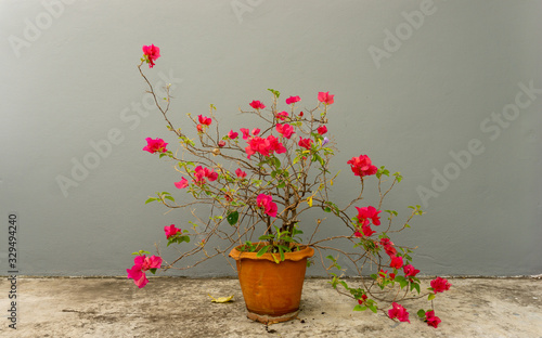 Bunch of Red petals of Bougainvillea flower plant blooming in brown cray pot on grey concrete floor and gray concrete wall backgrounds