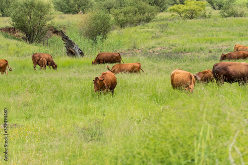 free range beef cattle herd grazing