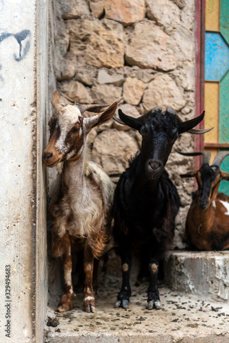 Goats are everywhere in Socotra Island, Yemenese Unesco World Heritage Site in Indian Ocean