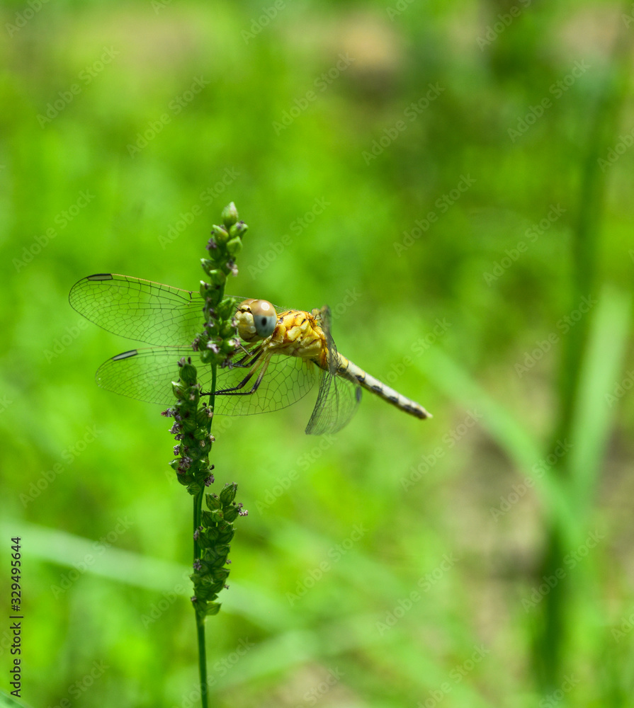 dragonfly on flower in garden close up nature outdoor insect animal, red brown color plant green background dragonfly on flower in garden close up nature outdoor insect animal, red brown color plant green background