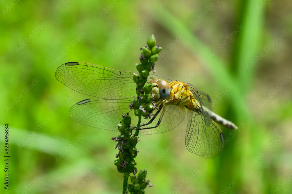 dragonfly on flower in garden close up nature outdoor insect animal, red brown color plant green background dragonfly on flower in garden close up nature outdoor insect animal, red brown color plant green background