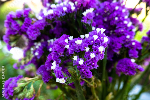 Photo of soft purple soft floral in the middle of nature