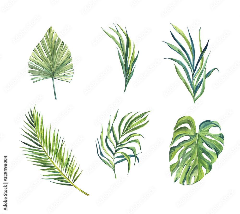 finished image of six green leaves of palm trees on a white background, watercolor
