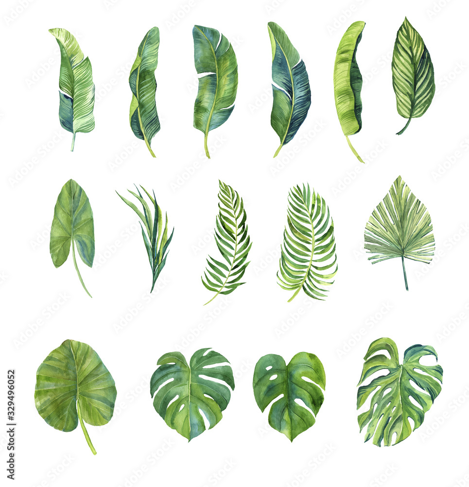 finished image of green leaves of monstera and other palm trees on a white background, watercolor finished image of green leaves of monstera and other palm trees on a white background, watercolor