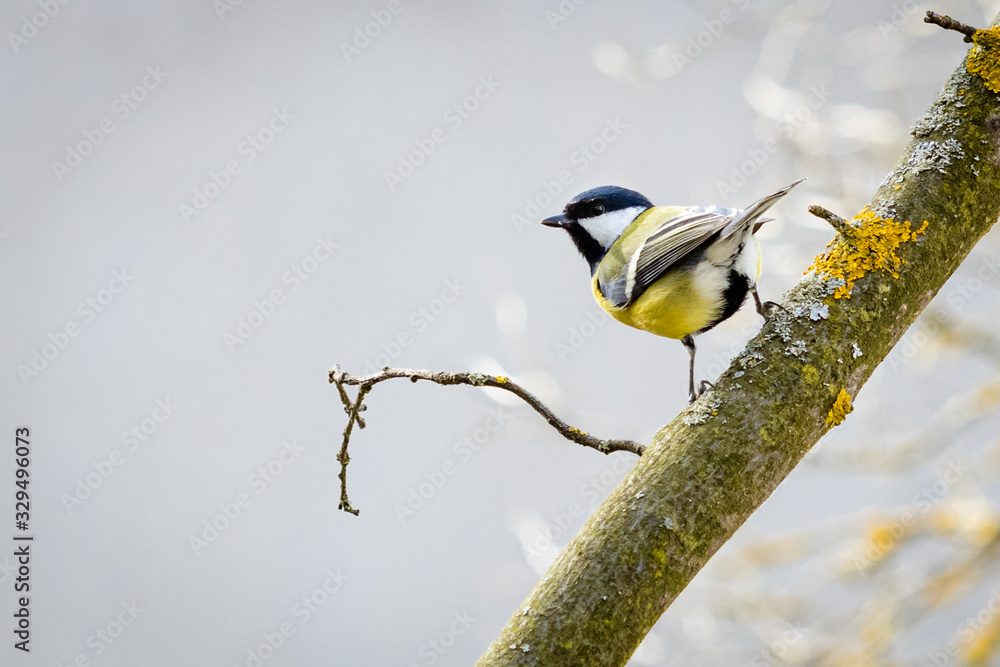 Fototapeta premium Great tit (Parus major)