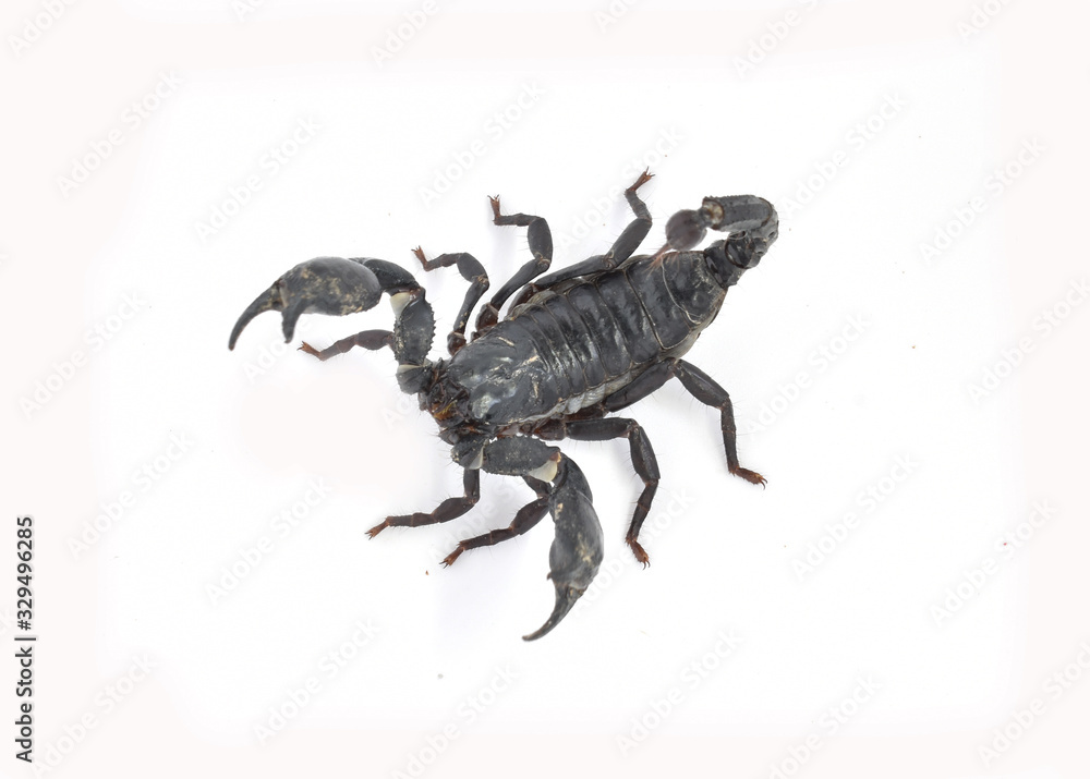 scorpion isolated on white background scorpion isolated on white background