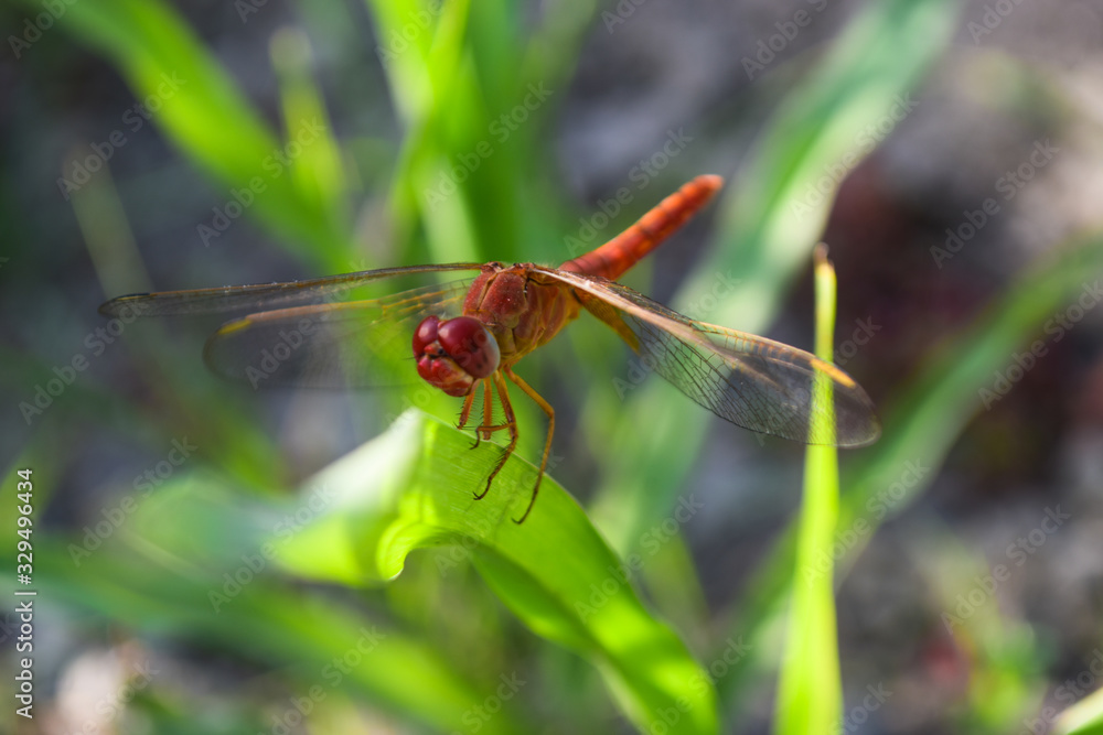close up dragonfly on flower in garden nature outdoor insect animal, red orange color plant green background wildlife close up dragonfly on flower in garden nature outdoor insect animal, red orange color plant green background wildlife