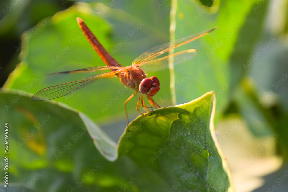close up dragonfly on flower in garden nature outdoor insect animal, red orange color plant green background wildlife close up dragonfly on flower in garden nature outdoor insect animal, red orange color plant green background wildlife
