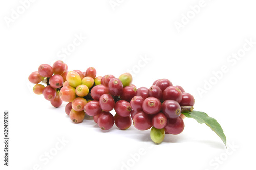 Coffee berries on branch on white background.