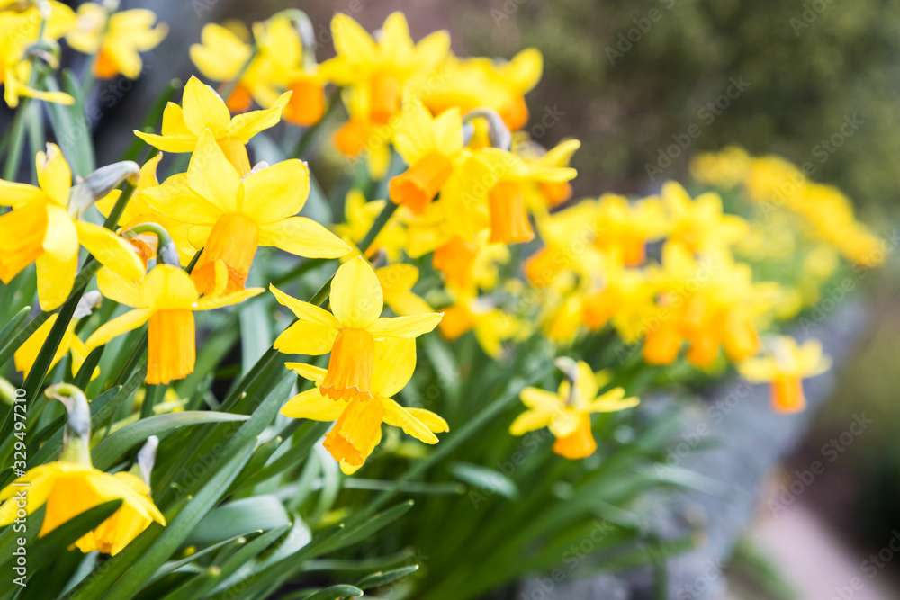 Daffodils in the Lake District Daffodils in the Lake District
