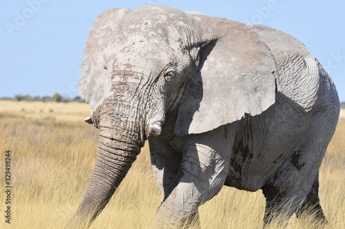 Elephant in Etosha National Park  Namibia