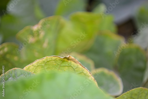 close up green leaf flower in garden nature outdoor