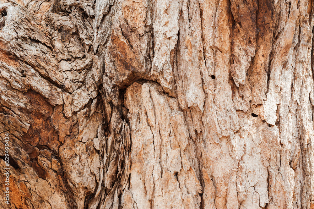 Tree texture Tree texture