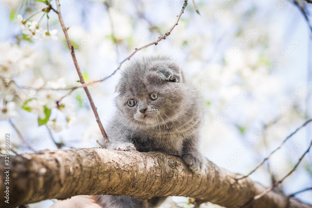 Fototapeta premium Cat