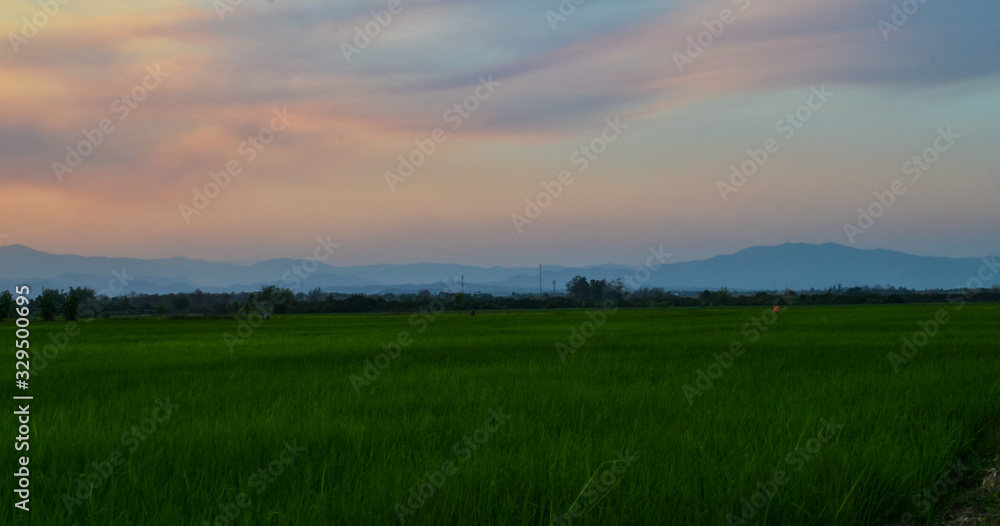 Landscape view of rice field in twilight of the country, Thailand