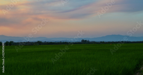Landscape view of rice field in twilight of the country, Thailand