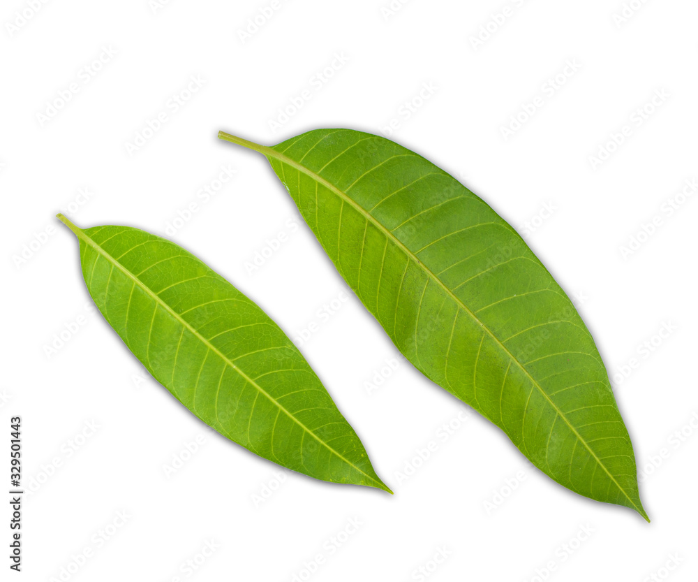 Obraz premium Mango leaf isolated white background