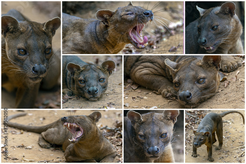 Collage - set of fossa Cryptoprocta ferox. Unique endemic species of Madagascar