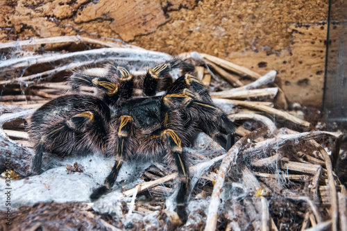 The black tarantula Grammostola pulchra spider sits on the ground close up view. photo