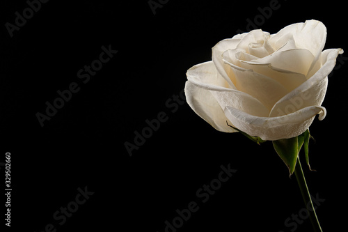 White rose on a black background photo