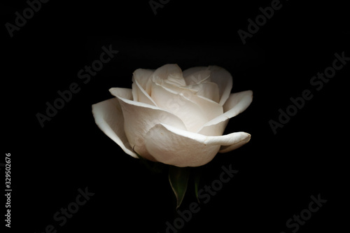 Fototapeta White rose on a black background