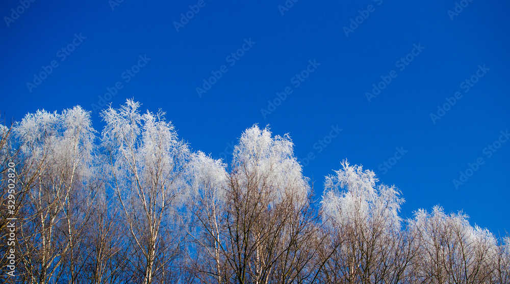 Winter trees covered with hoarfrost Winter trees covered with hoarfrost