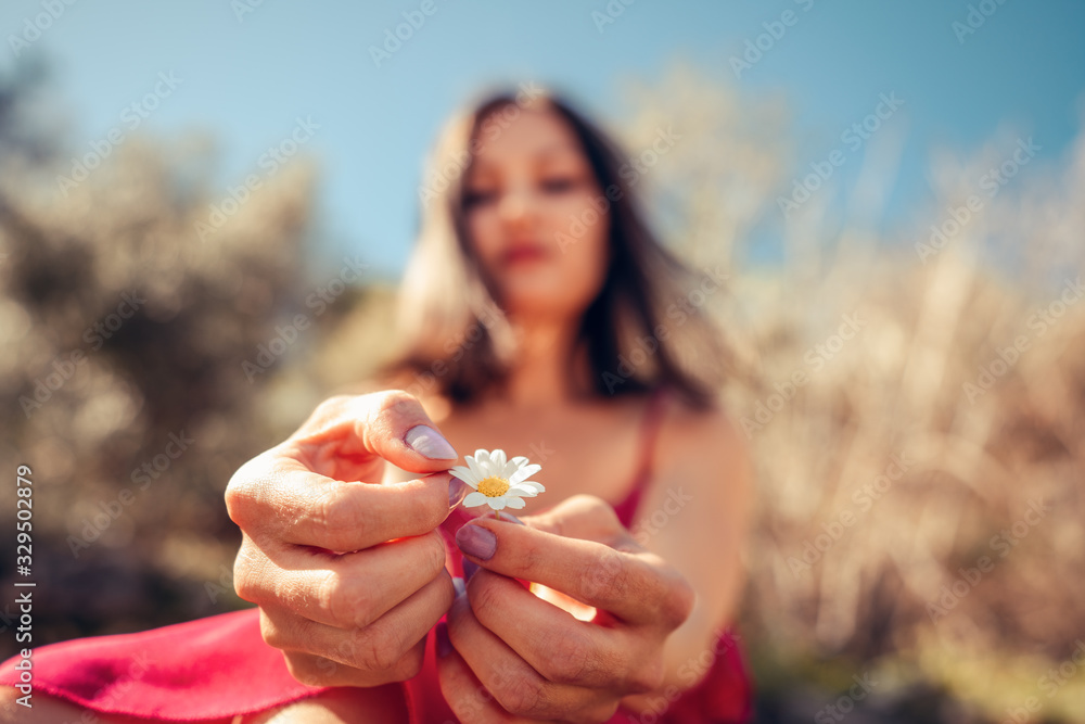 Young Woman is holding in hands white daisy petals and plucking for her fortune. Young Woman is holding in hands white daisy petals and plucking for her fortune.