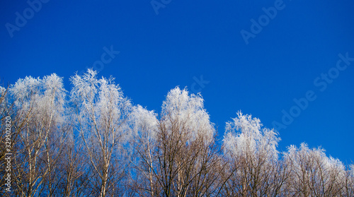 Winter trees covered with hoarfrost