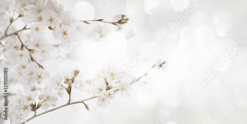 blooming cherry tree. floral blurred background. banner size