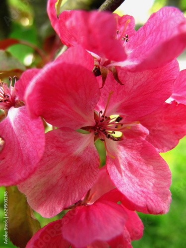 pink apple blossoms green background