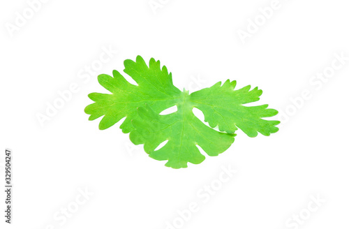 Coriander leaf isolated on white background