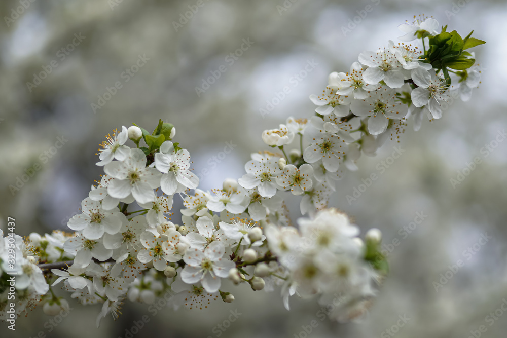 Allphotokz Blooming Trees 20190405 6690 A7M3 Allphotokz Blooming Trees 20190405 6690 A7M3