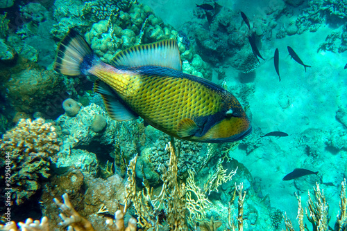 Titan triggerfish  Balistoides viridescens  in the coral reef in Red Sea