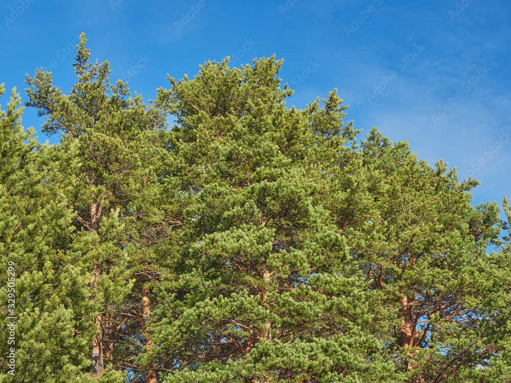 Fototapeta premium pine trees in the park. Spring